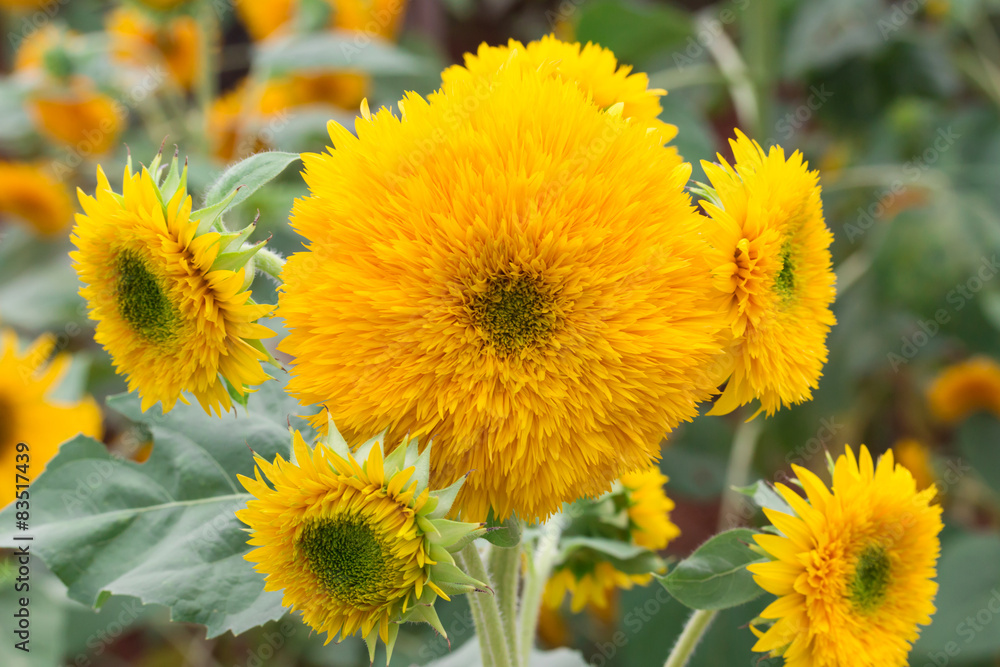 the beautiful Sunflower on blue sky the beautiful Sunflower on blue sky