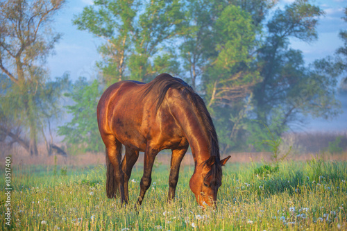 Fototapeta Naklejka Na Ścianę i Meble -   horse
