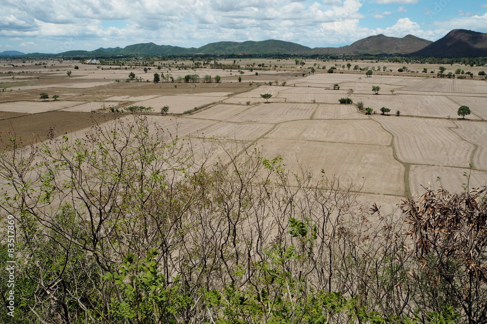 Fototapeta premium Field after harvest
