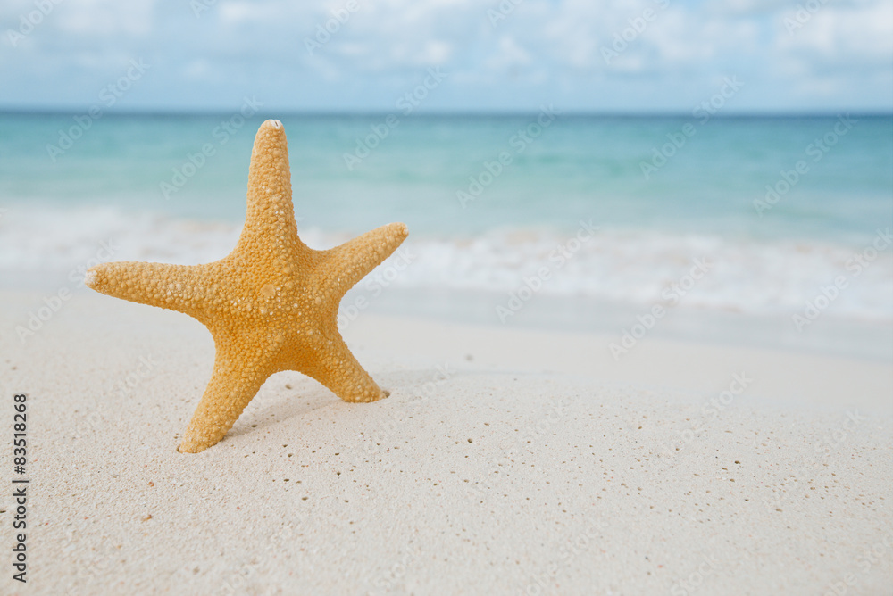 starfish on golden sand beach with waves in soft light starfish on golden sand beach with waves in soft light