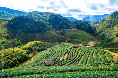 Tea plantation in the Doi Ang Khang, Chiang Mai, Thailand