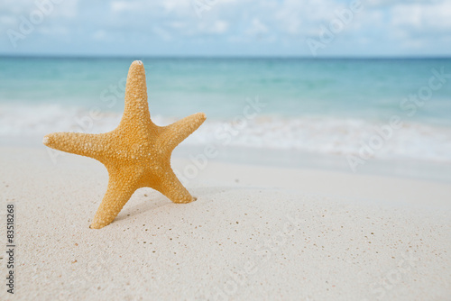 starfish on golden sand beach with waves in  soft light