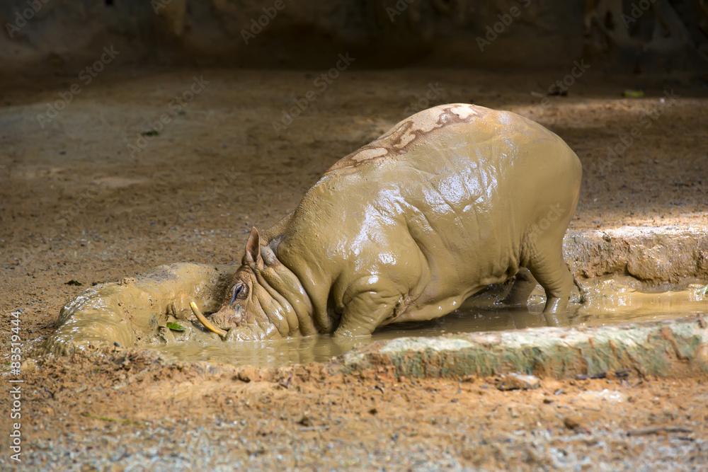 Fototapeta premium adult warthog digging in the mud puddle