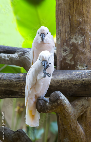 Fototapeta Naklejka Na Ścianę i Meble -  parrot sitting on a branch in nature close-up shot