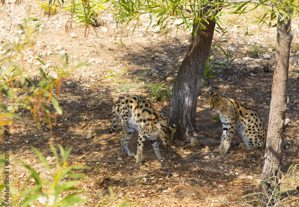 Obraz premium cheetah in the wild africa arnivore, cat
