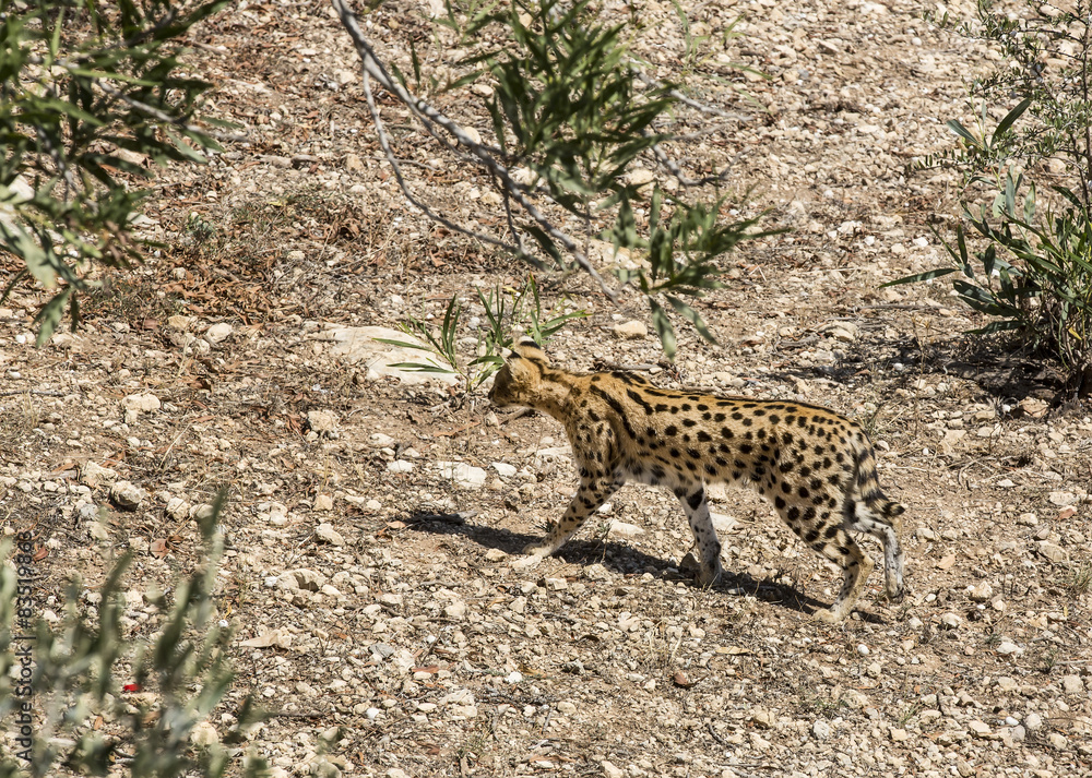 cheetah in the wild africa arnivore, cat cheetah in the wild africa arnivore, cat