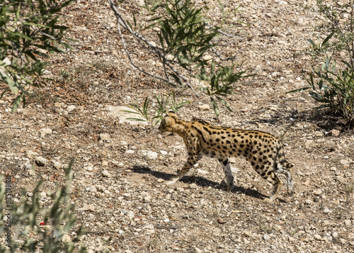 cheetah in the wild africa arnivore, cat