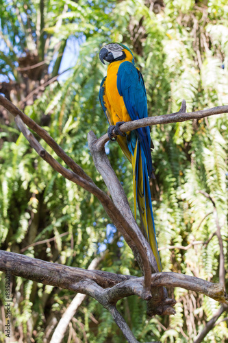 Blue and Yellow Macaw Parrot in Bali Bird Park, Indonesia