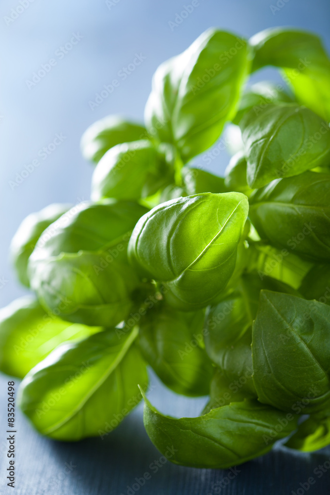 fresh basil leaves herb on blue wooden background fresh basil leaves herb on blue wooden background