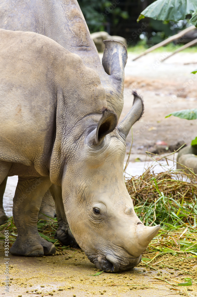 Fototapeta premium large adult rhino eating grass in a zoo