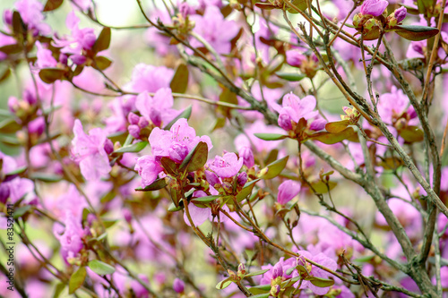 Rhododendron blossom bush