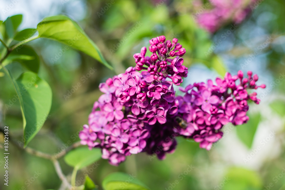bright pink flowers in green grass in summer garden