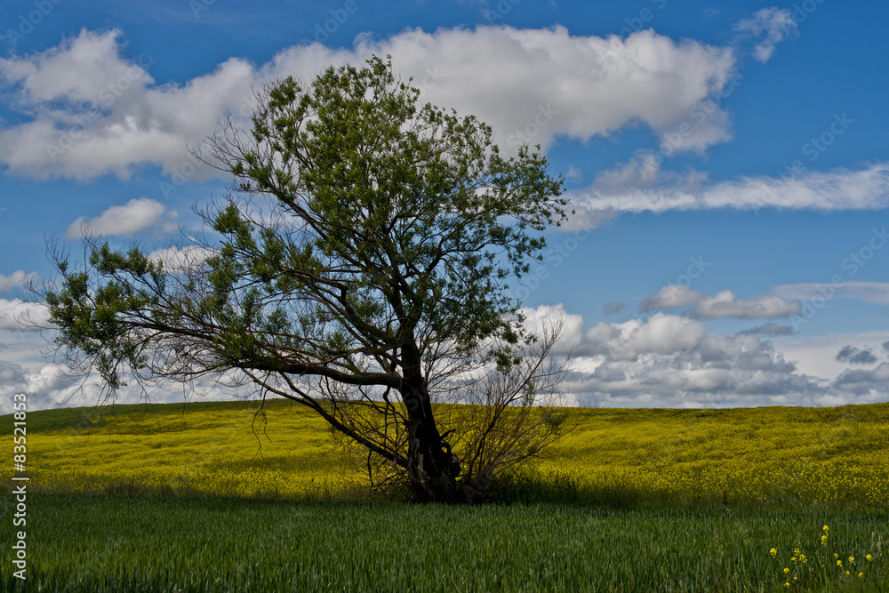 Obraz premium Cammino di santiago