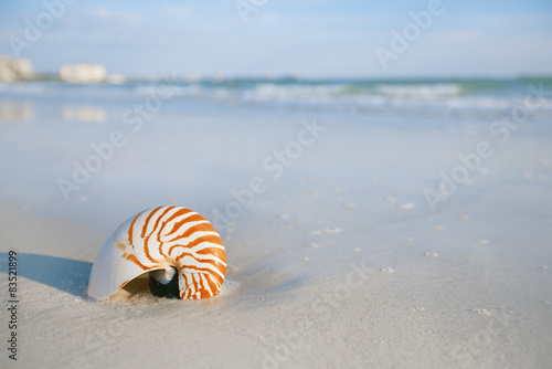 nautilus shell on a sea ocean beach sand 