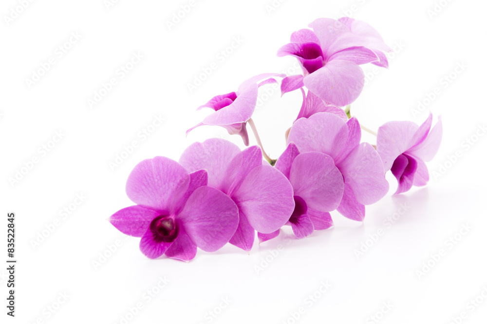 orchid isolated on white blackbackground