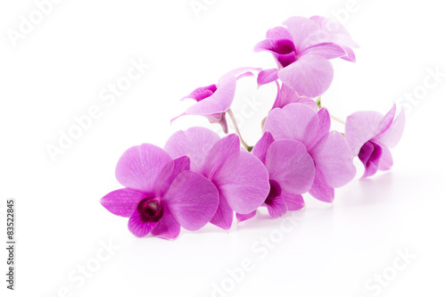 orchid isolated on white blackbackground