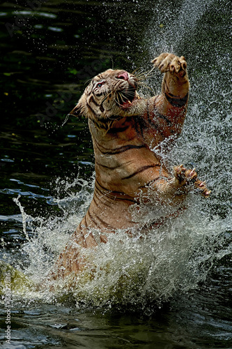 Indonesia, Jakarta Special Capital Region, Ragunan, Tiger jumping from water to catch food photo
