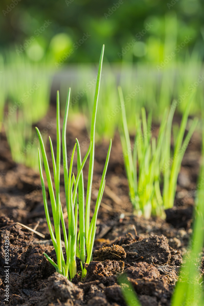 Onions seedling Onions seedling