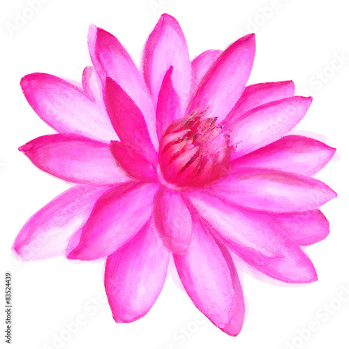 painting pink lotus water lily isolated on white background