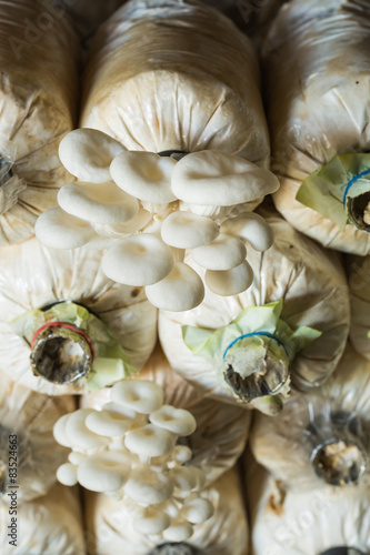 Oyster Mushroom in nursery