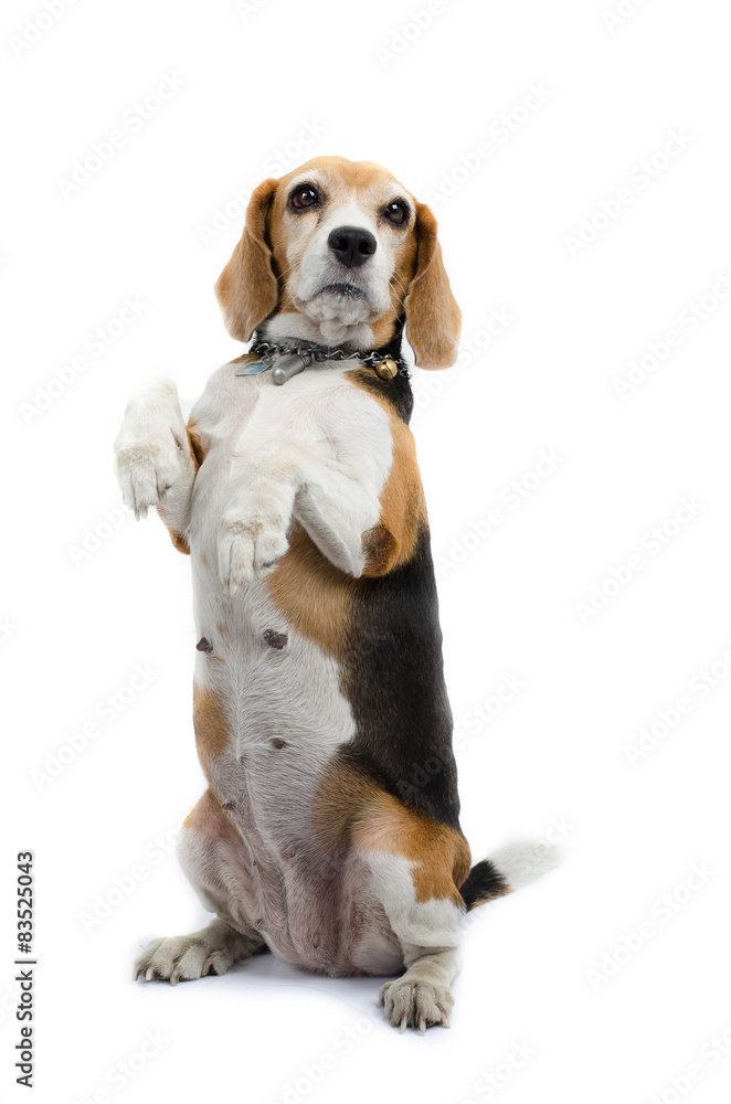 Beagle dog sitting isolate on white background