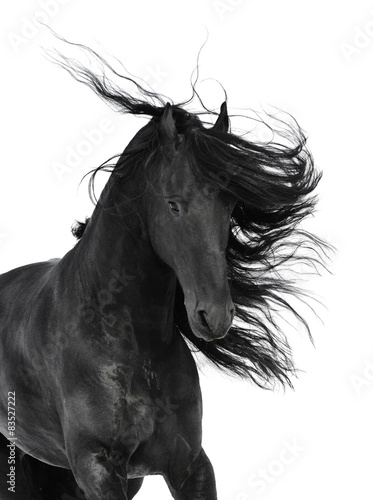 Friesian black horse isolated on the white