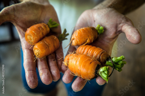 Costa Rica, Caratgo, Ventanas de Osa, Farmer holding organic carrots, close-up photo