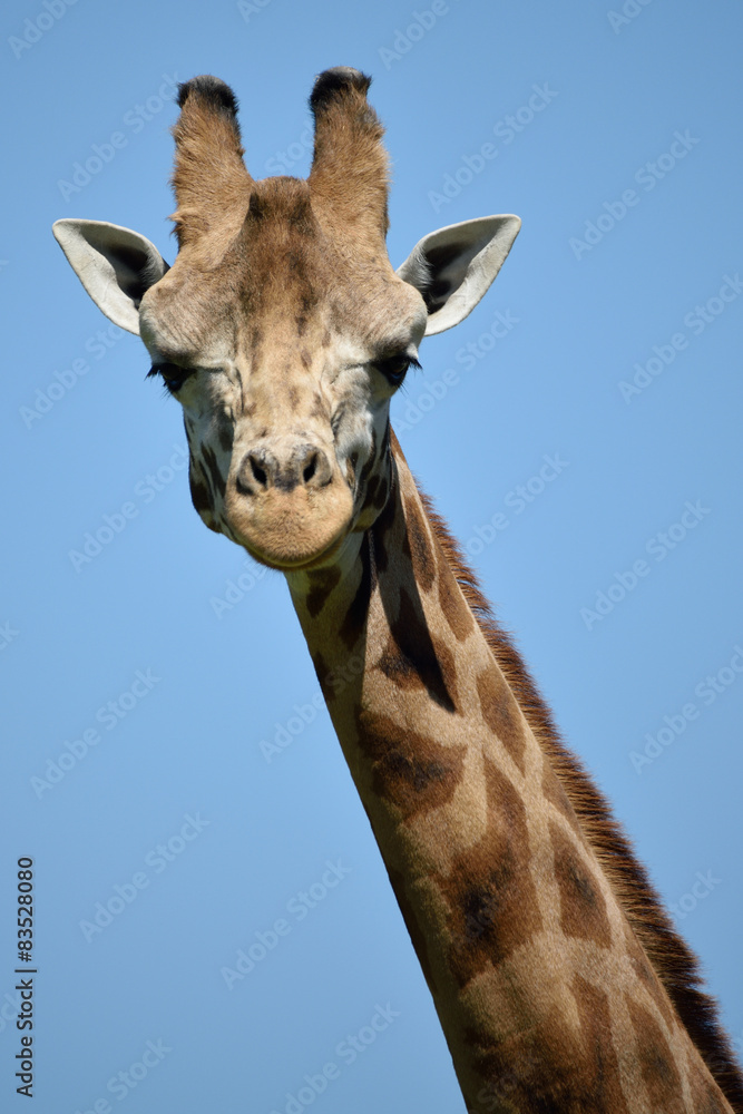 Obraz premium Giraffa