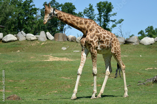 Giraffa