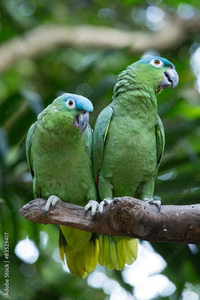 Obraz premium parrot bird