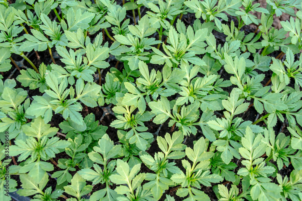 Marigold seedlings Marigold seedlings