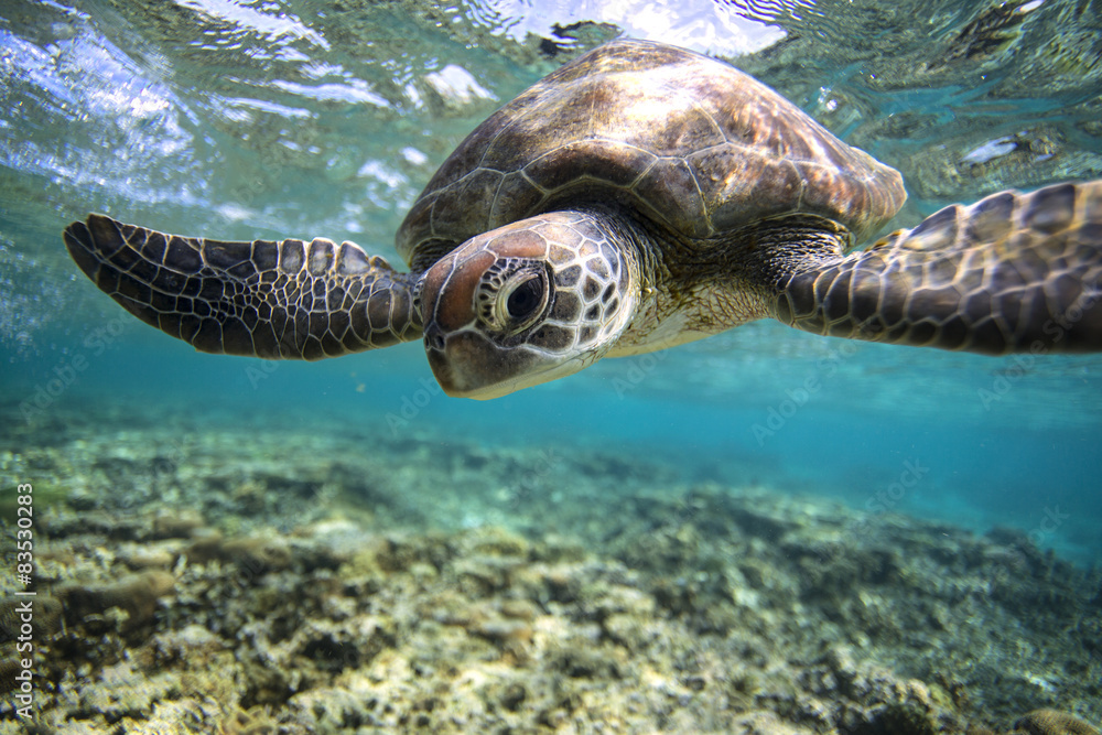 Close up of sea turtle swimming underwater 