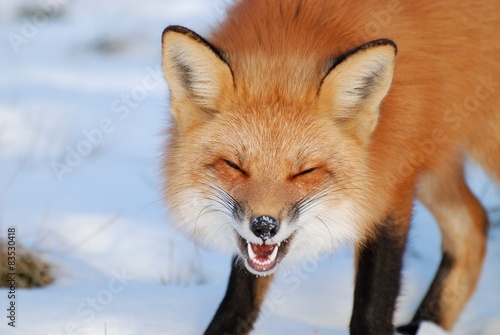 Portrait of a growling red fox that looks like its standing in the snow laughing, Repentigny, Quebec, Canada photo