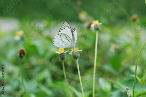 closeup white butterfly pollinating flower in the grassland field,tropical grassland ecology concept. photo