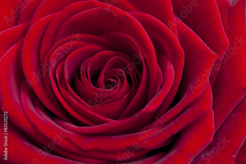 Close up of red rose #83531272