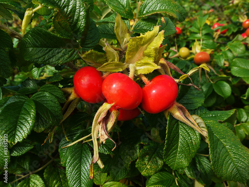Close-up of Rosehip