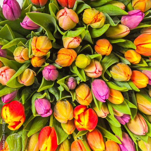colorful bouquet of fresh spring tulip