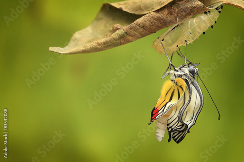 Painted Jezebel Butterfly (Delias hyparete) emerging from its cocoon, Jember, Indonesia photo