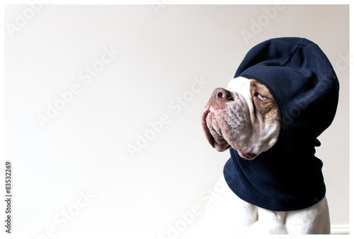 White bulldog in blue balaclava