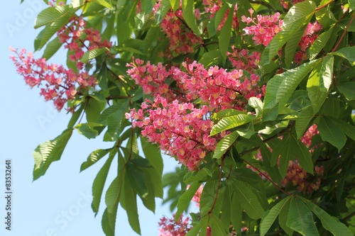 Цветущий розовый каштан (Aesculus carnea)