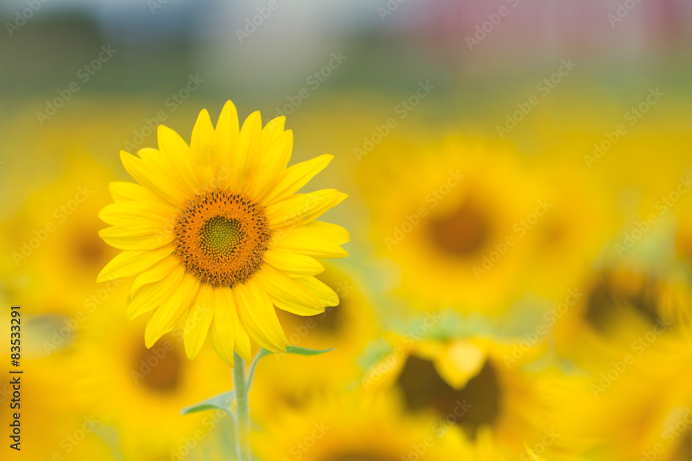 Canada, Ottawa, Sunflower field Stock Photo Adobe Stock