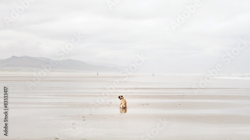 Rear view of pug sitting on beach photo