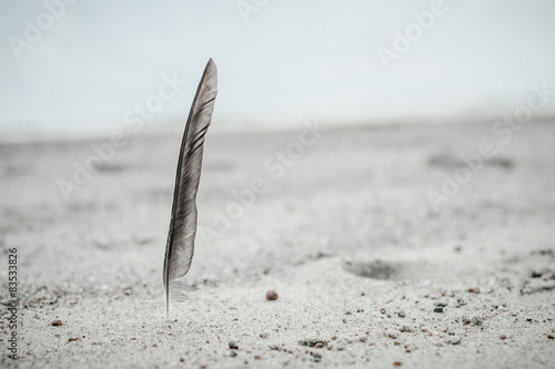 Close-up of a grey feather in the sand on a beach, Norway photo