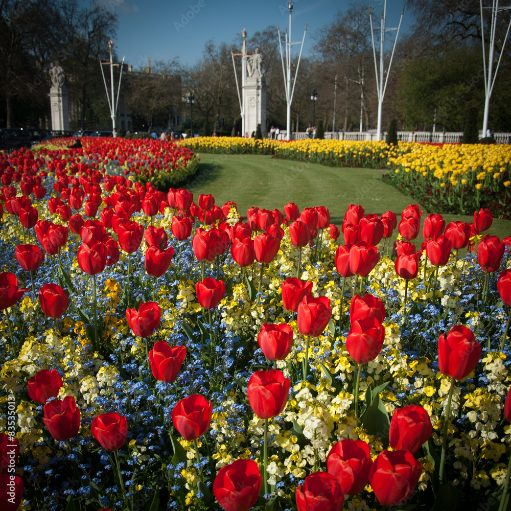 England, London, Tulips in front of Buckingham Palace Stock Photo