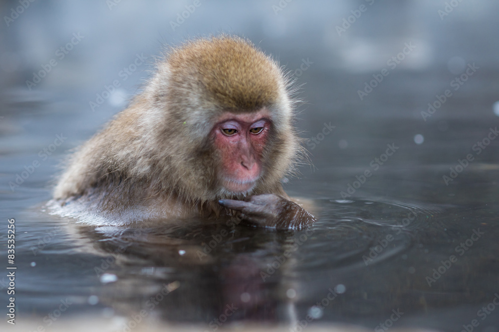 Naklejka premium Snow monkey or Japanese Macaque in hot spring onsen