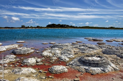 Australia, Western Australia, Shark Bay, Marine Nature Reserve, Stromatolites in Hamelin Pool photo