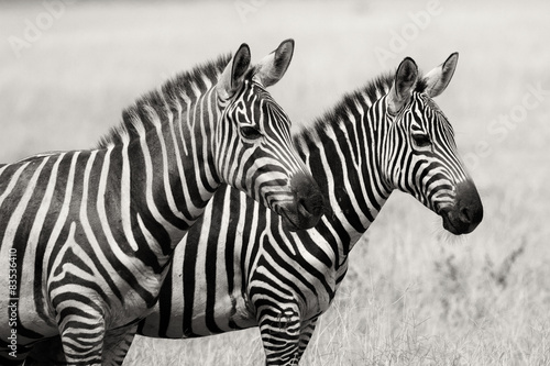Kenya, Amboselli National Park, Zebras standing in plain #83536410