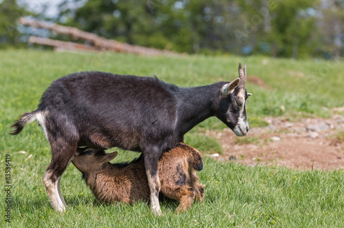 chèvre et son cabri photo