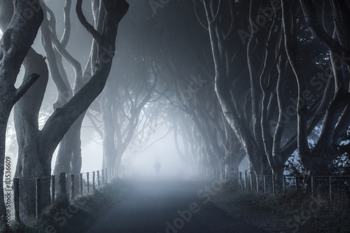 Ireland, Antrim, Stranocum, Dark Hedges, View along foggy walkway lined with bare trees