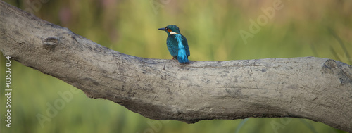Spain, Comunidad Foral de Navarra, Mendigorria, Blue kingfisher perching on branch photo